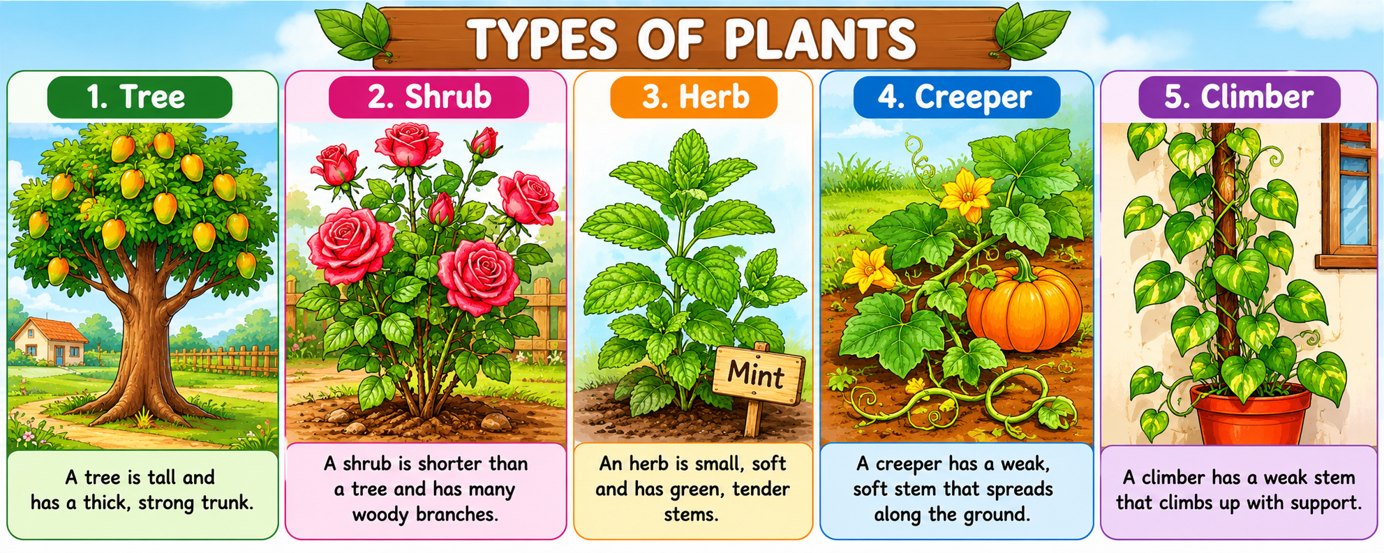 Five types of plants — tree, shrub, herb, creeper, climber